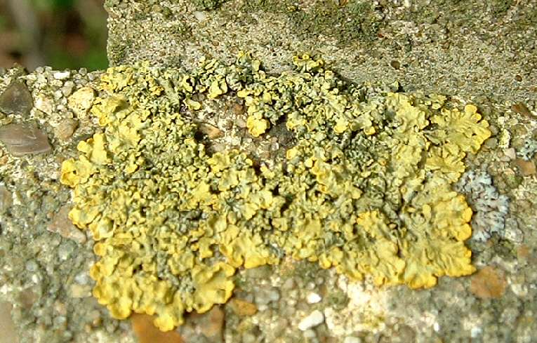 Xanthoria aureola